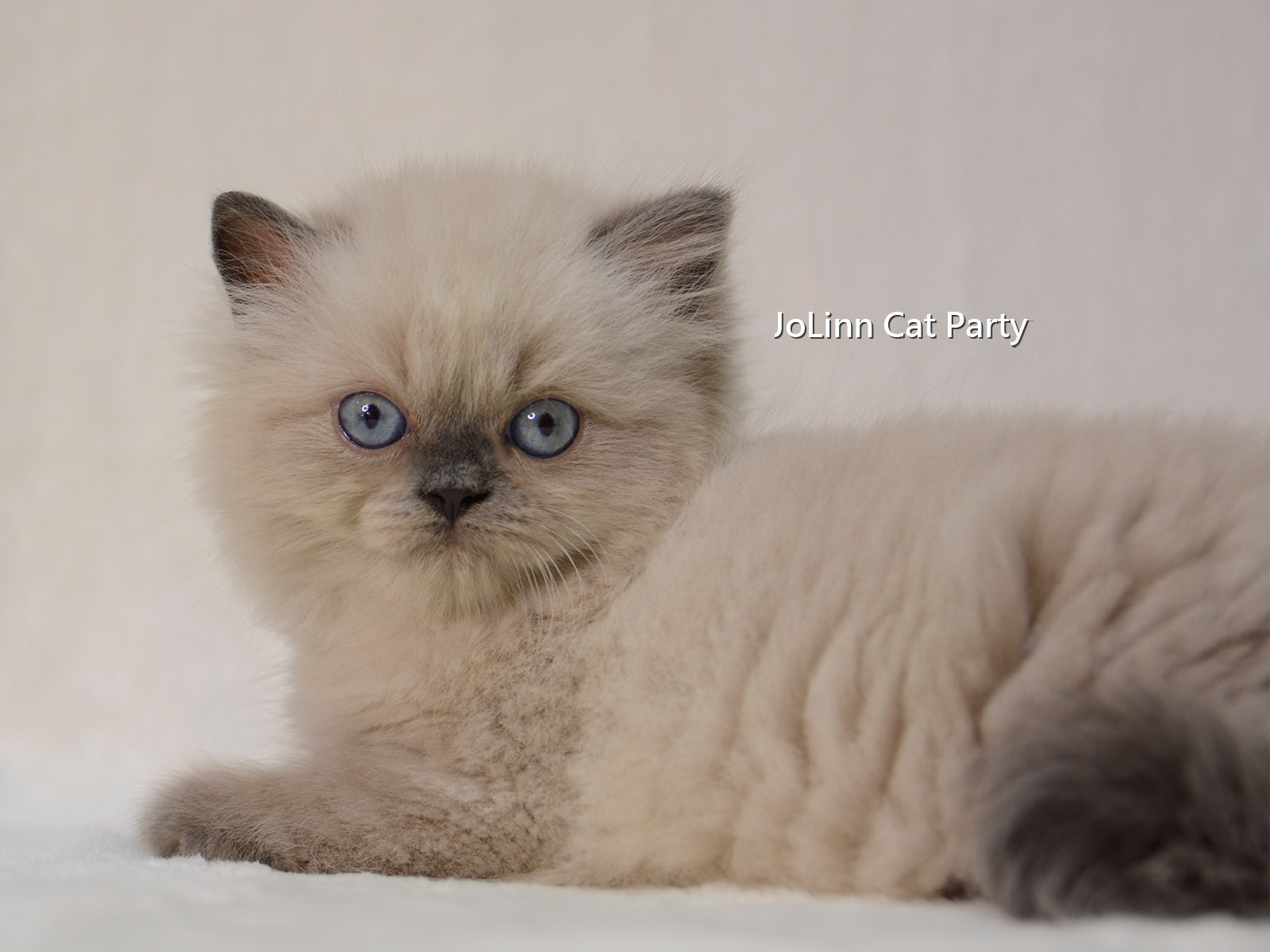 貓咪派對／重點布偶色英國長毛貓