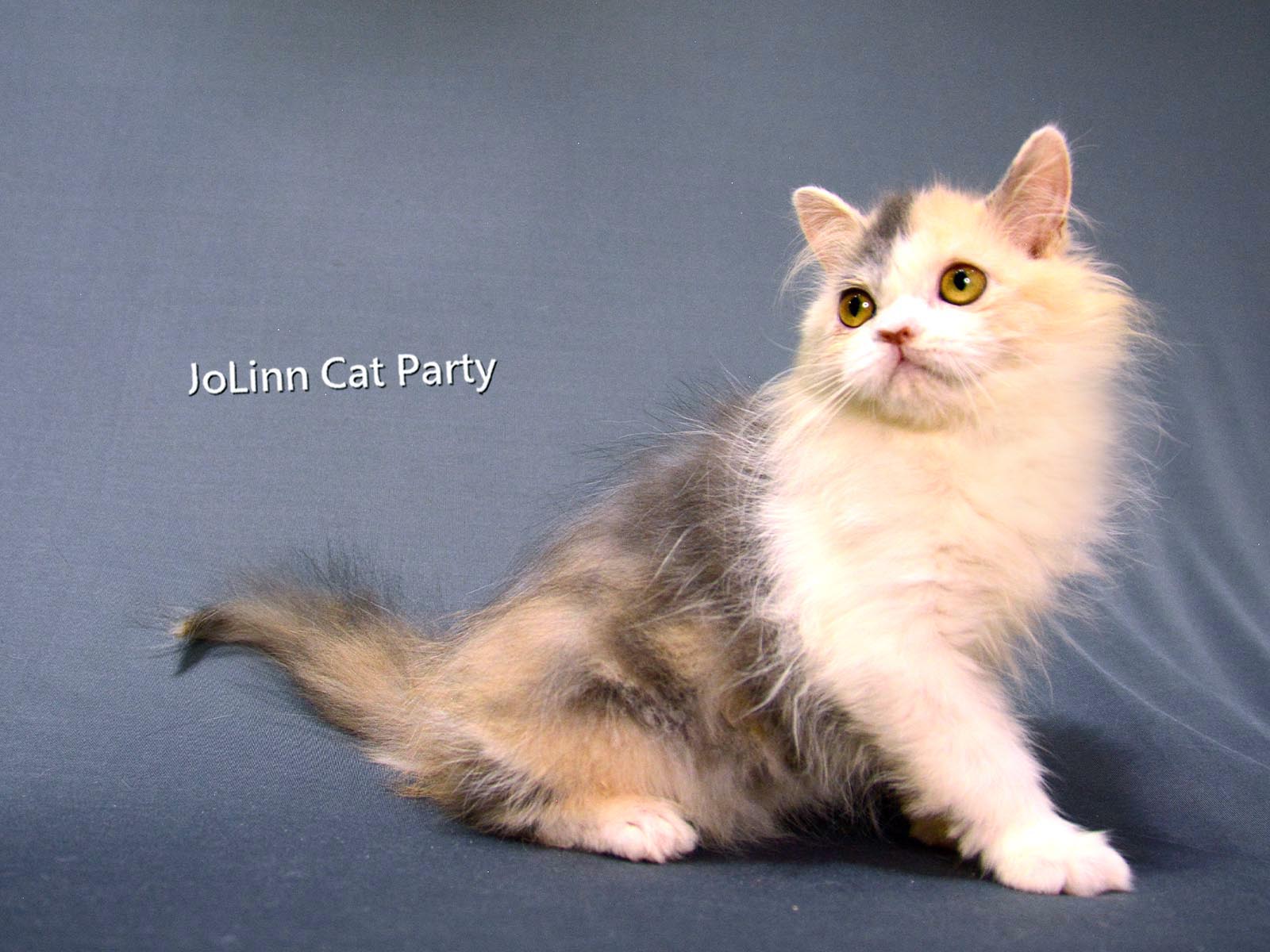 貓咪派對／藍三花英國長毛貓