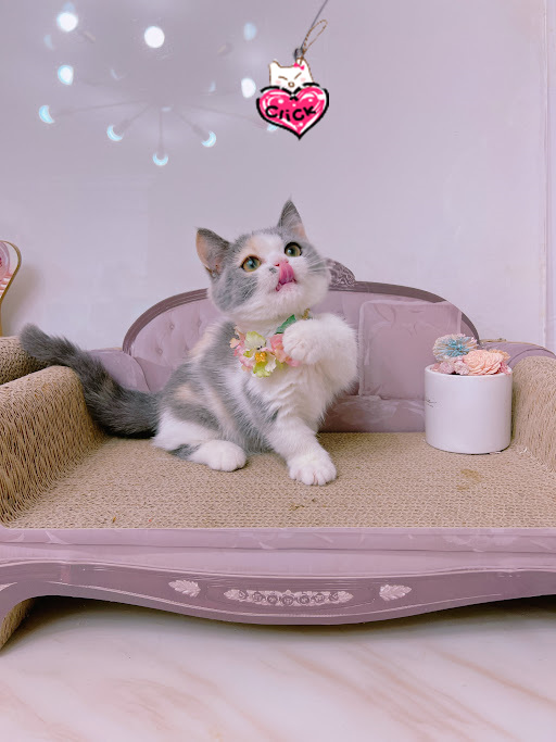 糖果卡通貓舍／三花曼赤肯