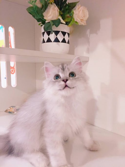 糖果卡通貓舍／銀漸層英國長毛貓