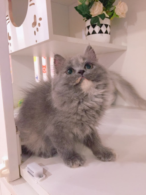 糖果卡通貓舍／藍奶油英國長毛貓