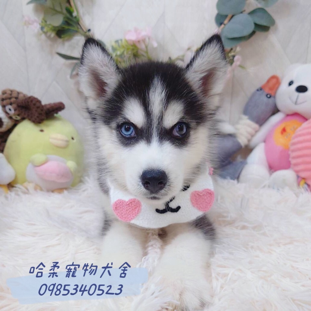 哈柔寵物犬舍／哈士奇