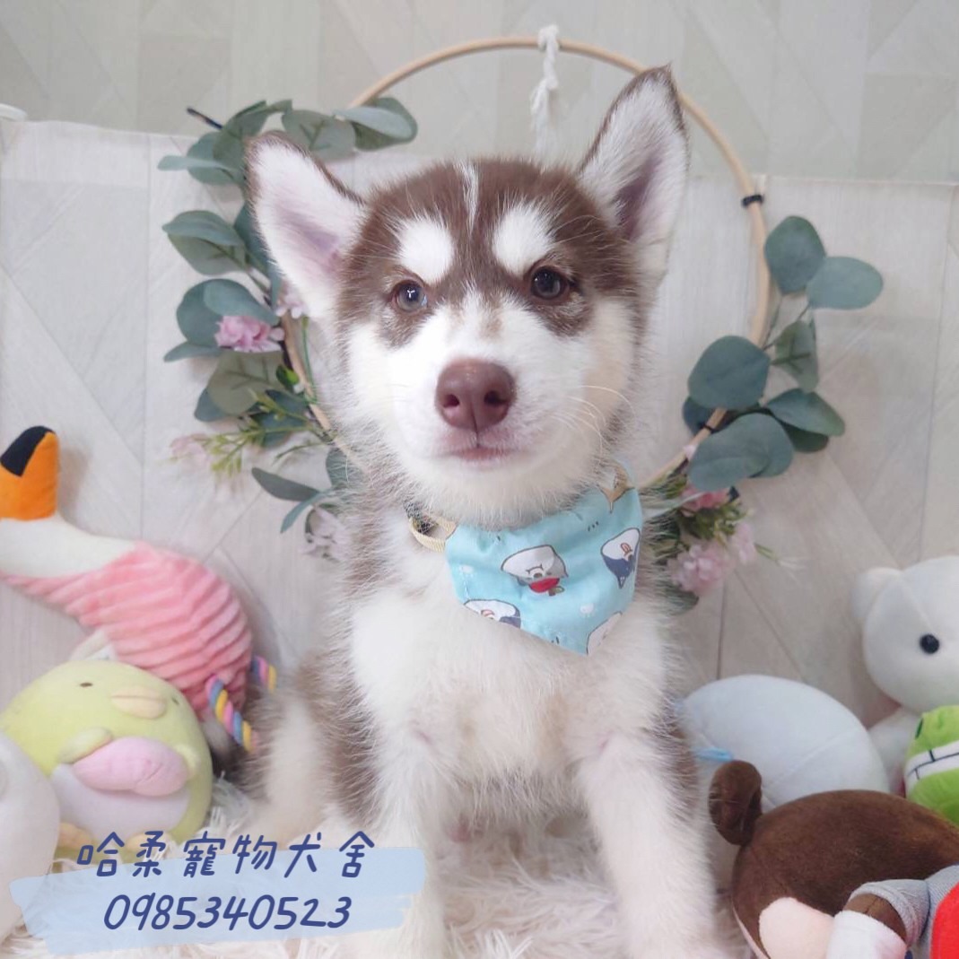 哈柔寵物犬舍／哈士奇