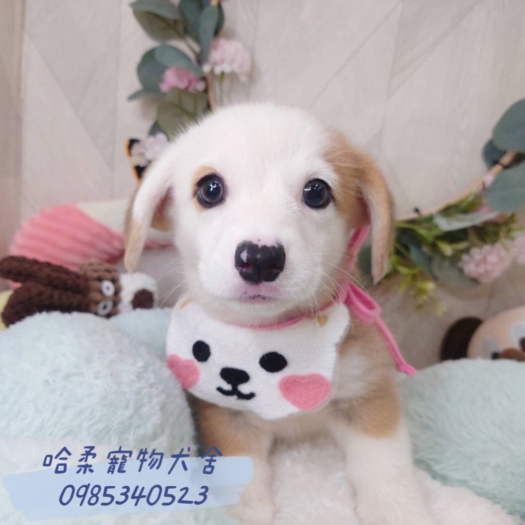 哈柔寵物犬舍／柯基