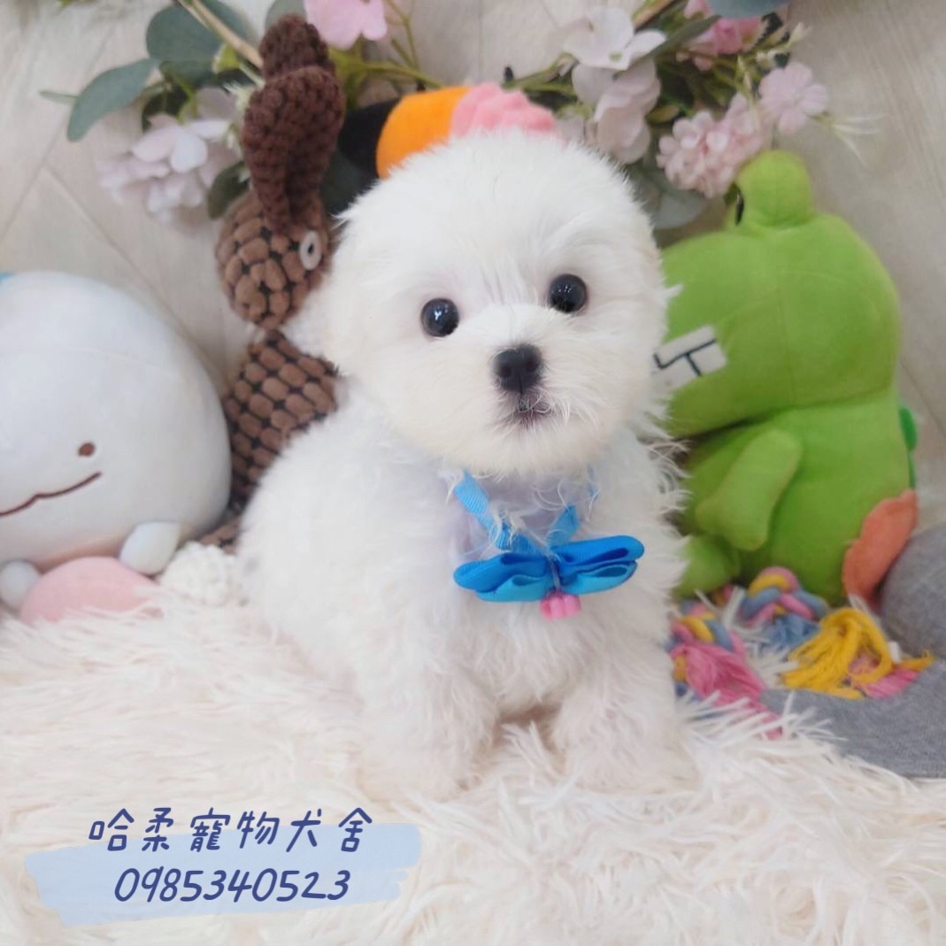 哈柔寵物犬舍／瑪爾濟斯