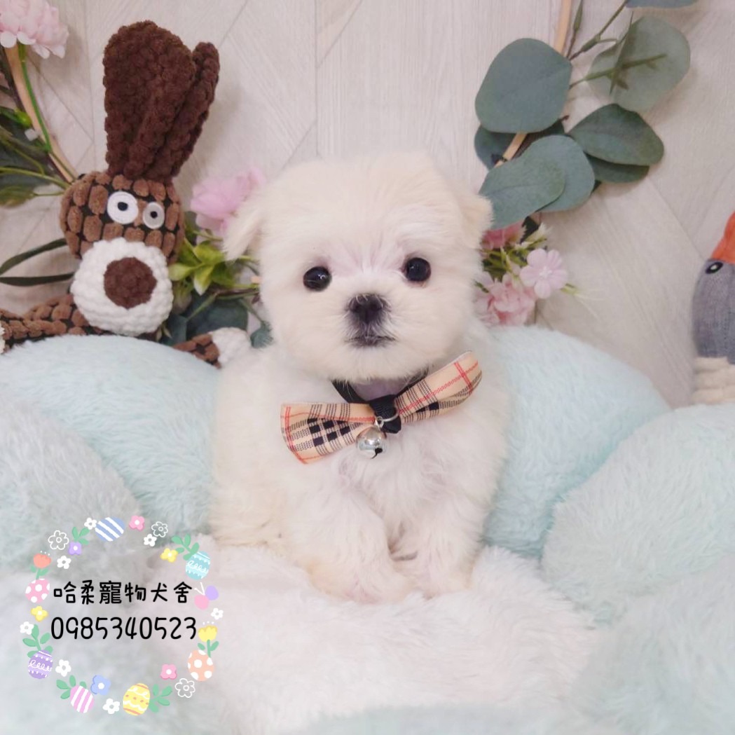 哈柔寵物犬舍／瑪爾濟斯