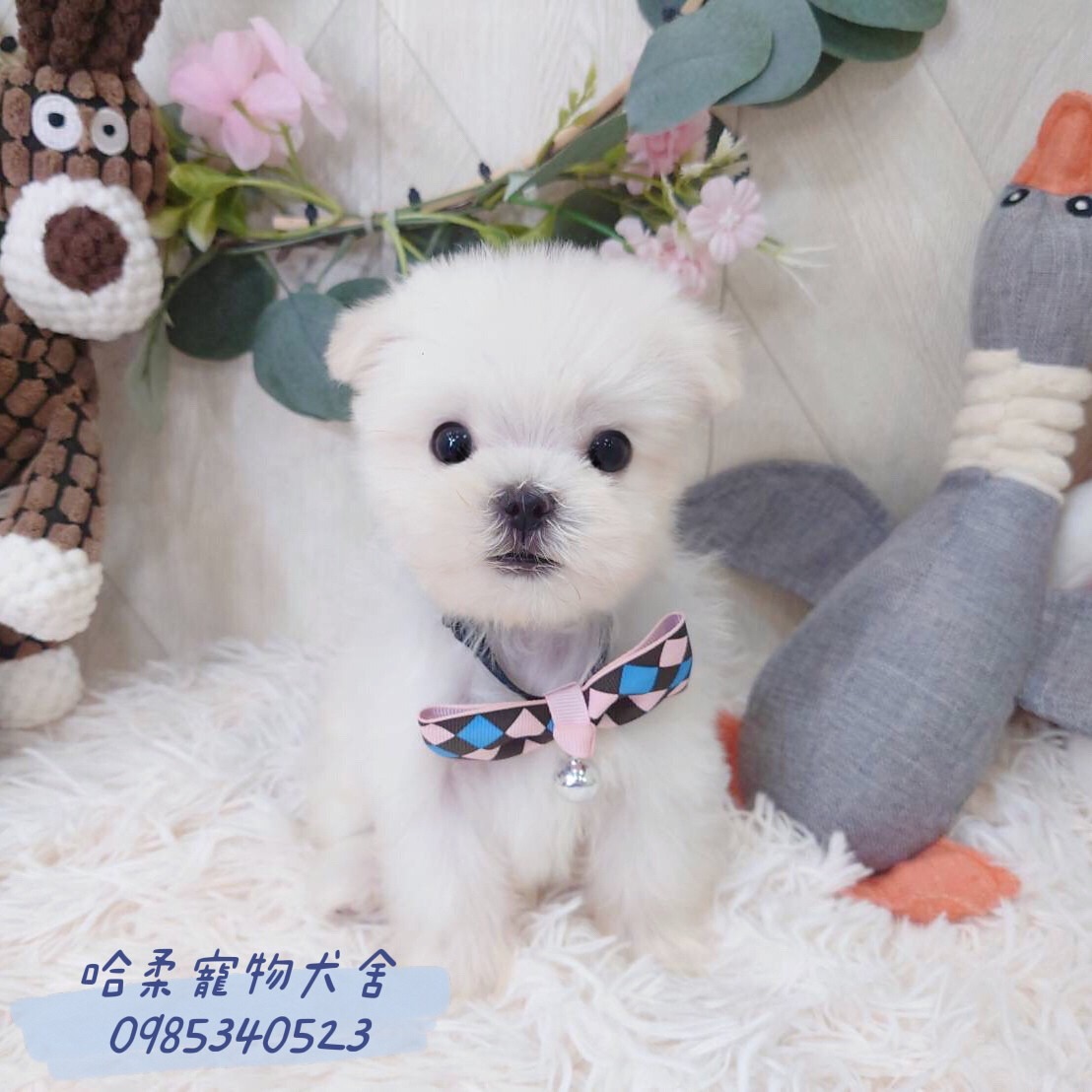 哈柔寵物犬舍／瑪爾濟斯