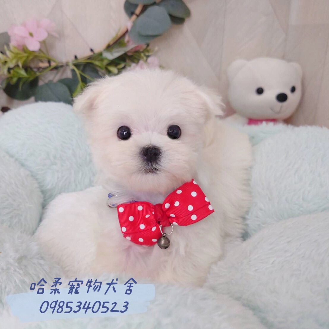 哈柔寵物犬舍／瑪爾濟斯