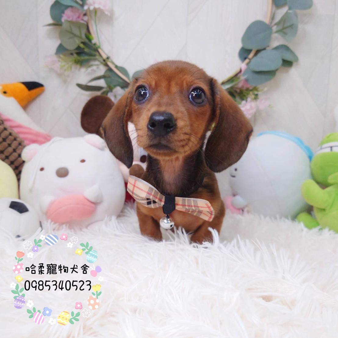 哈柔寵物犬舍／臘腸犬