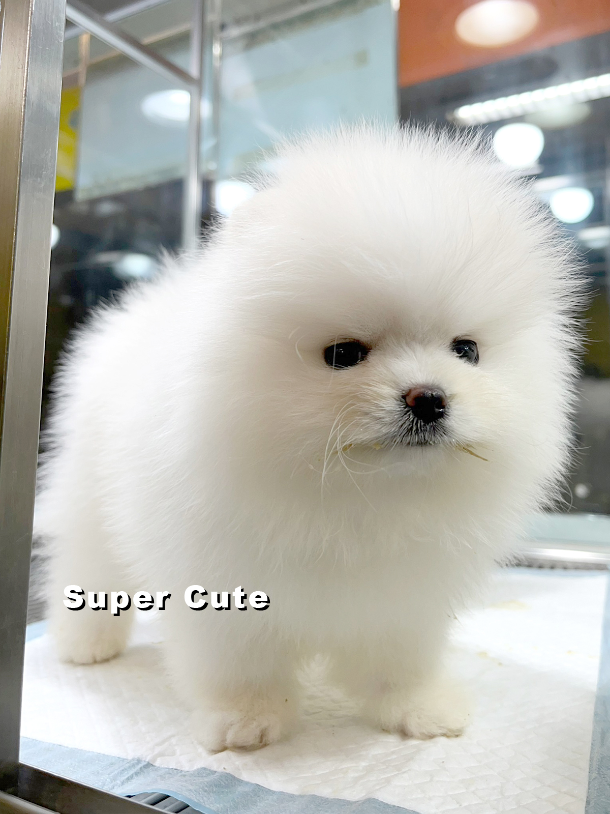 超可愛名犬社／白博美