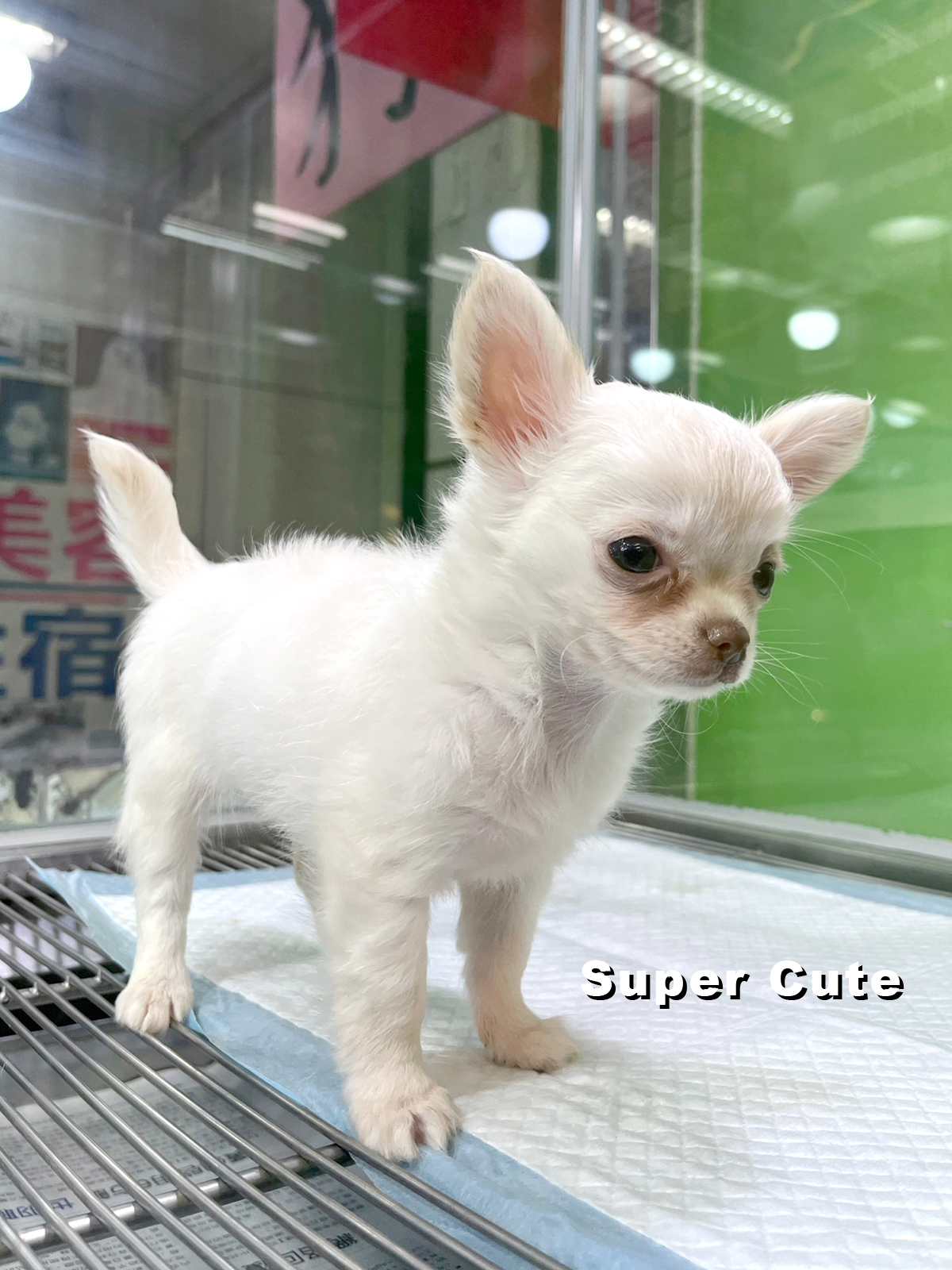 超可愛名犬社／吉娃娃- 小白故事| 幼犬貓買賣知識分享| 合法寵物店