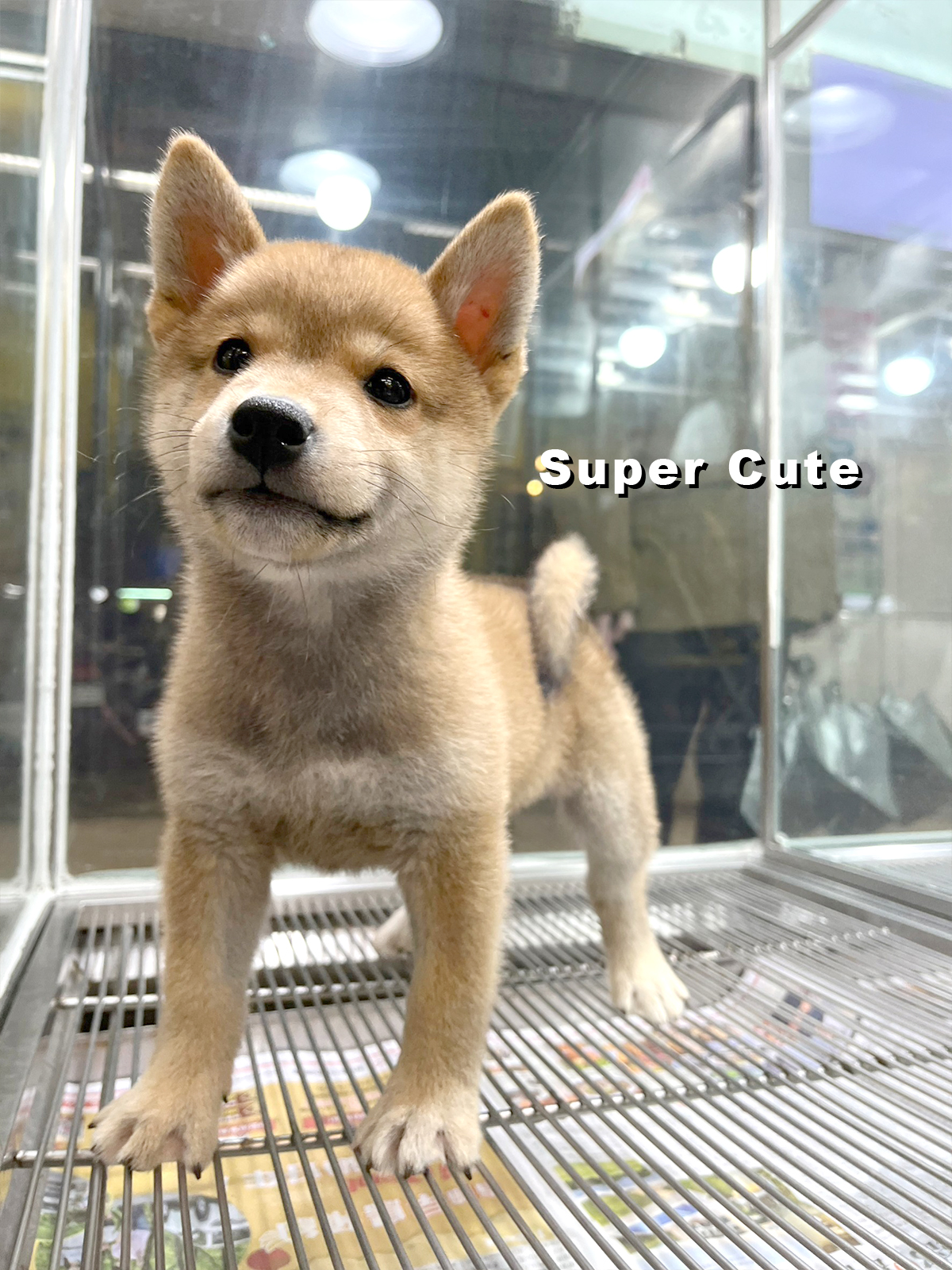 超可愛名犬社／赤色柴犬