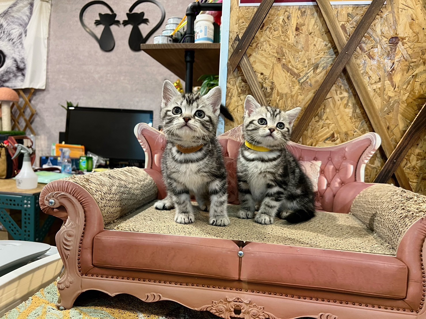 金瑟喵屋／銀白色美國短毛貓