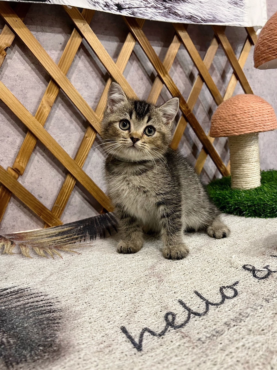 金瑟喵屋／黑棕漸層英國短毛貓