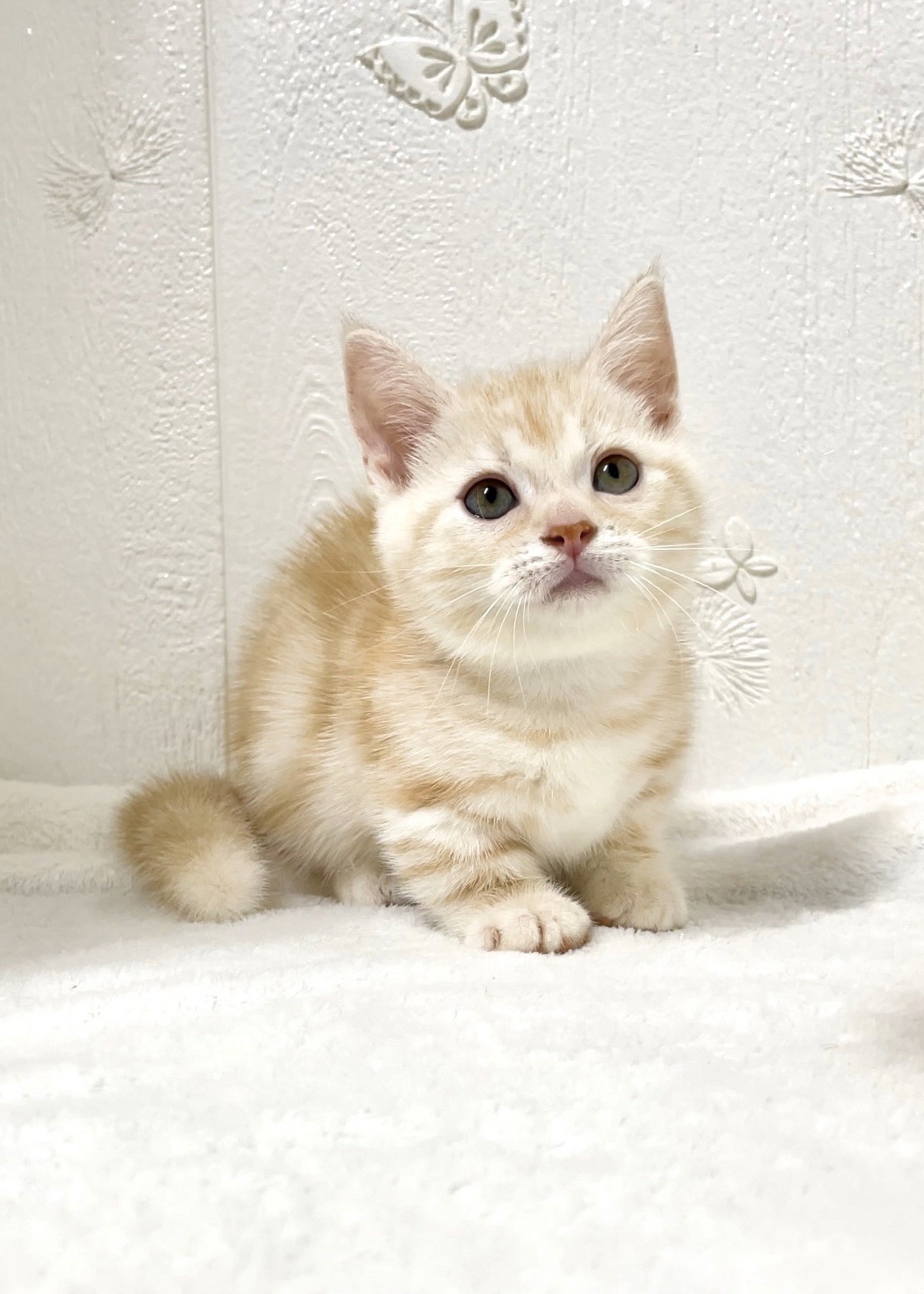 貓咪總動員館／奶橘曼赤肯