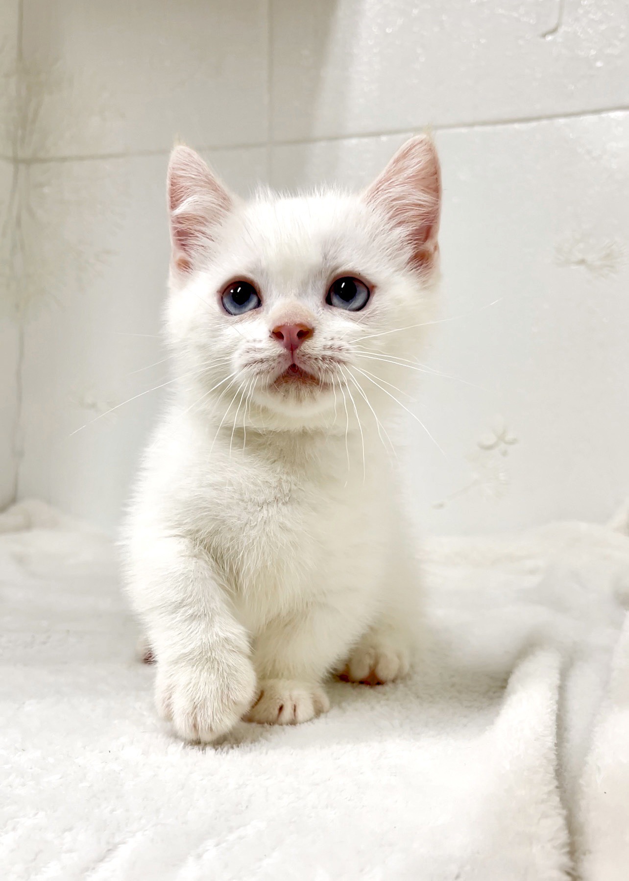 貓咪總動員館／奶端曼赤肯