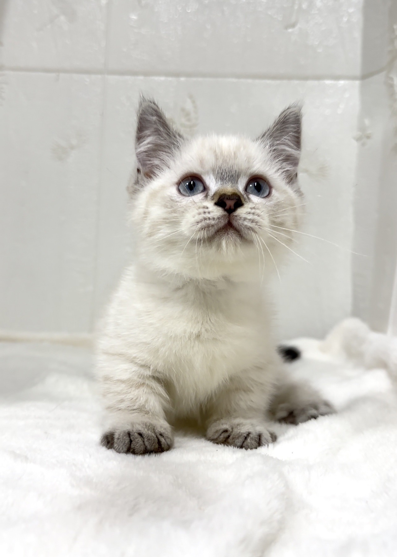 貓咪總動員館／山貓曼赤肯