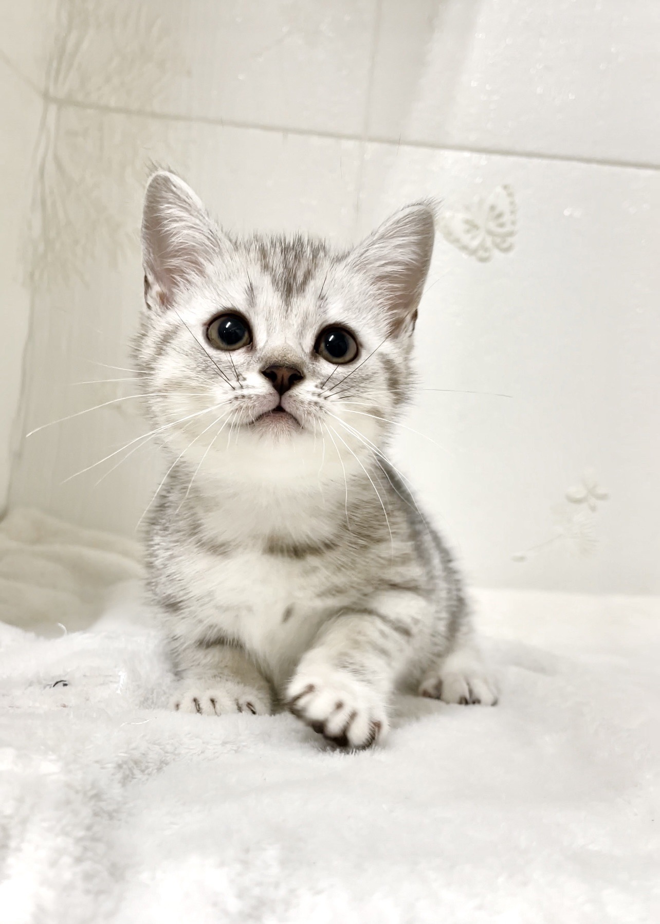 貓咪總動員館／銀虎斑曼赤肯