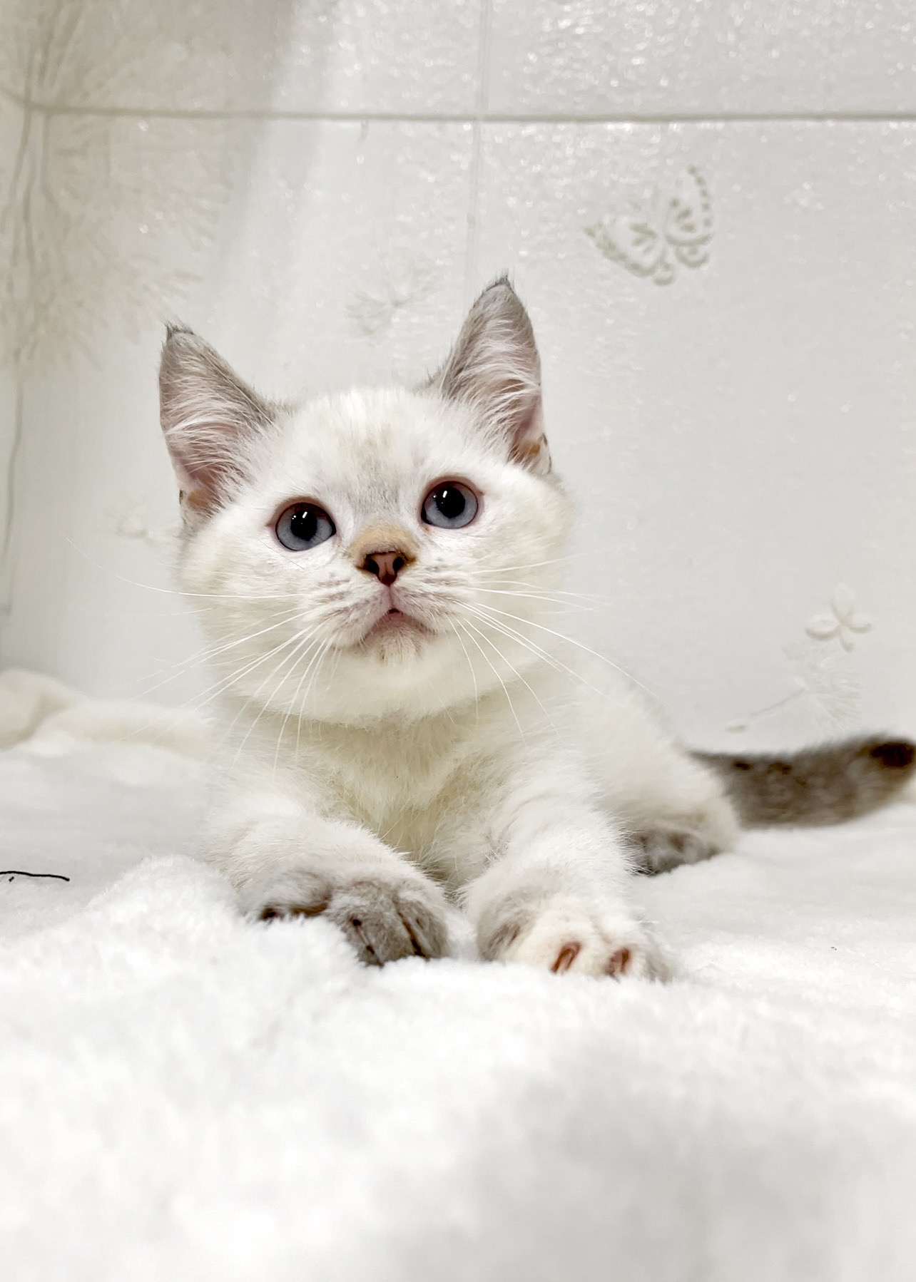 貓咪總動員館／山貓英國短毛貓