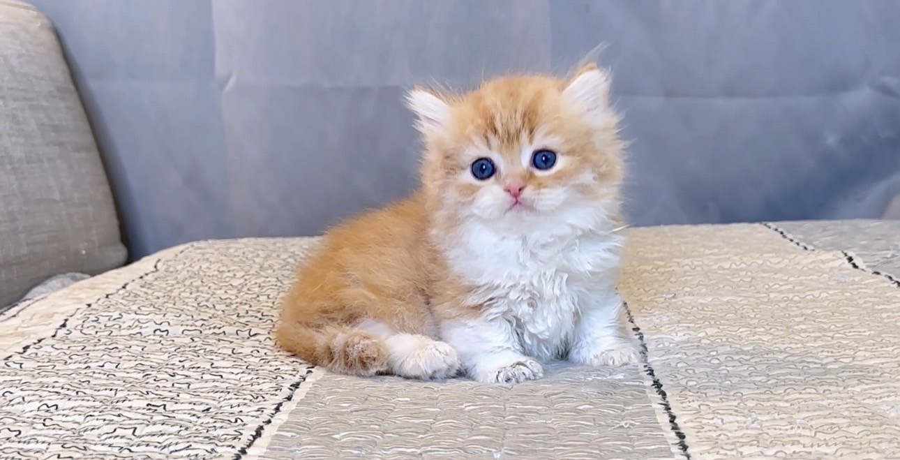 尊爵名皇／橘白大貓臉小步舞曲