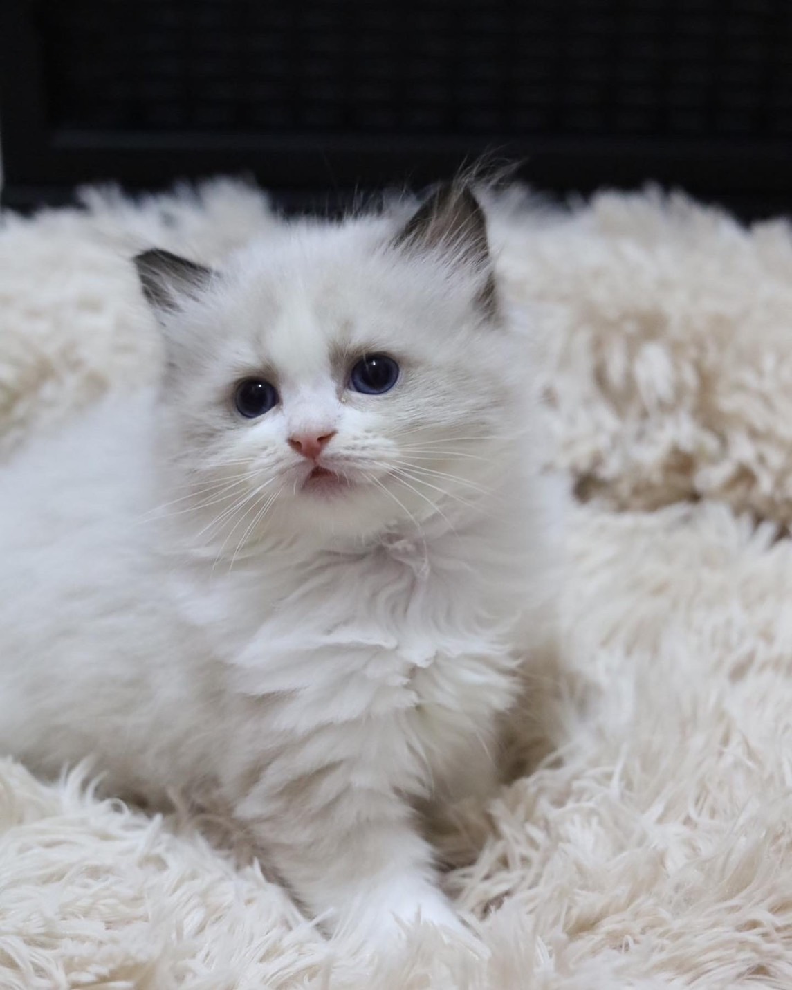 琥珀布偶貓舍／布偶貓