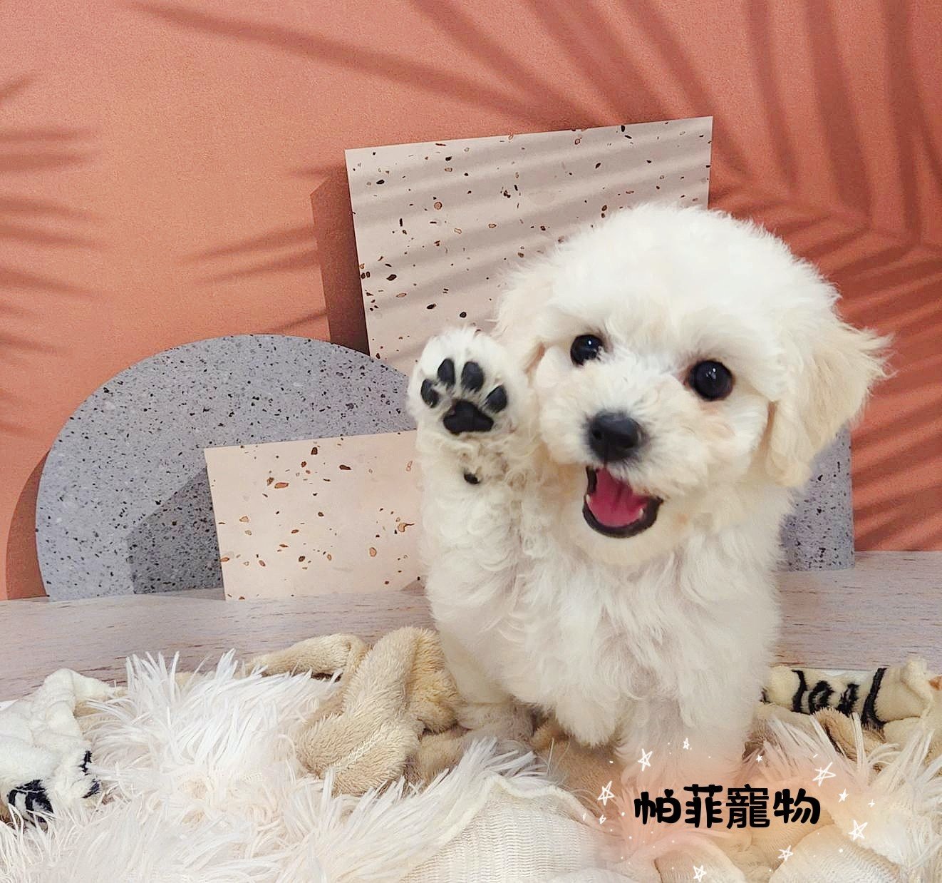 帕菲寵物館／比熊犬