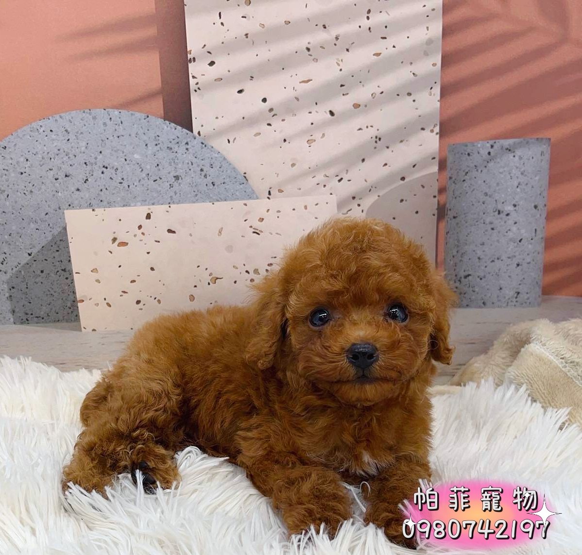 帕菲寵物館／泰迪貴賓