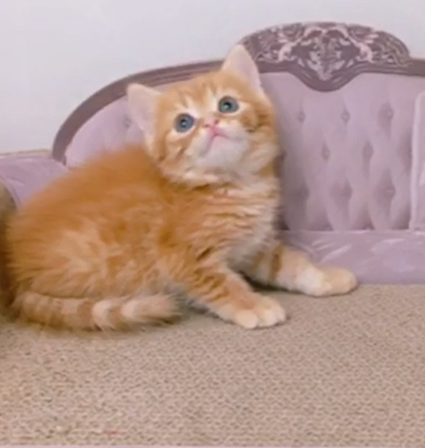 星光貓舍／橘英國短毛貓