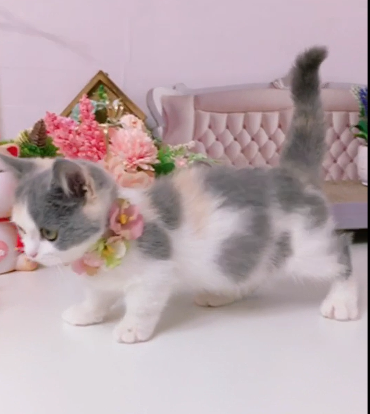 星光貓舍／三花曼赤肯