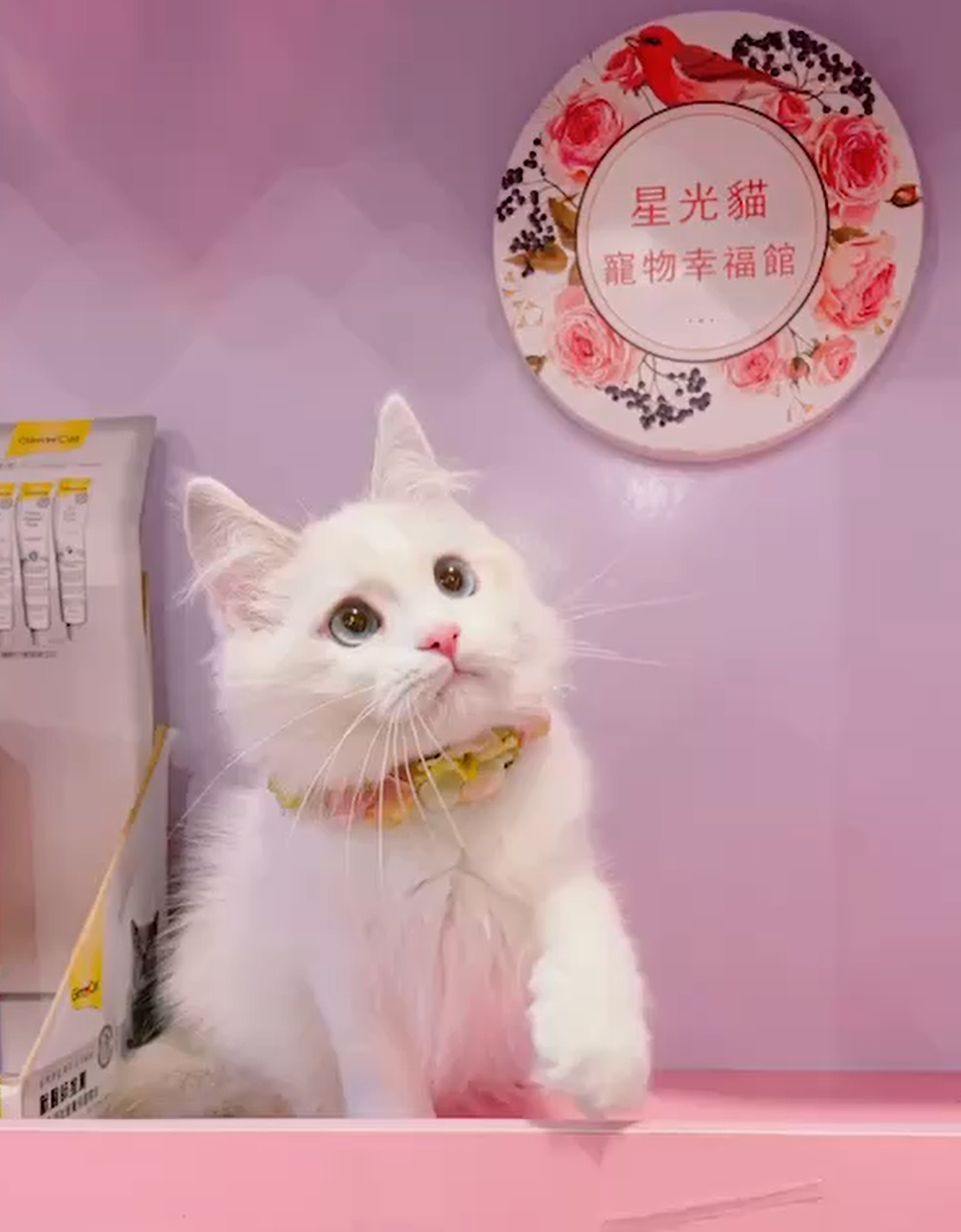 星光貓舍／山貓雙色布偶