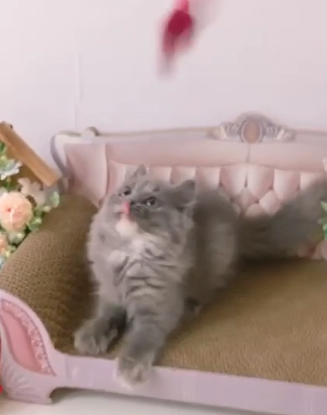 星光貓舍／藍奶英國長毛貓