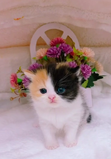 星光貓舍／黑三花英國短毛貓