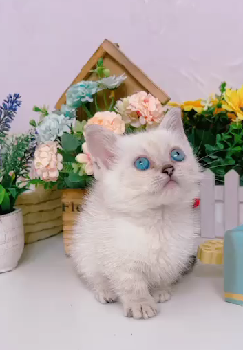 星光貓舍／重點色曼赤肯