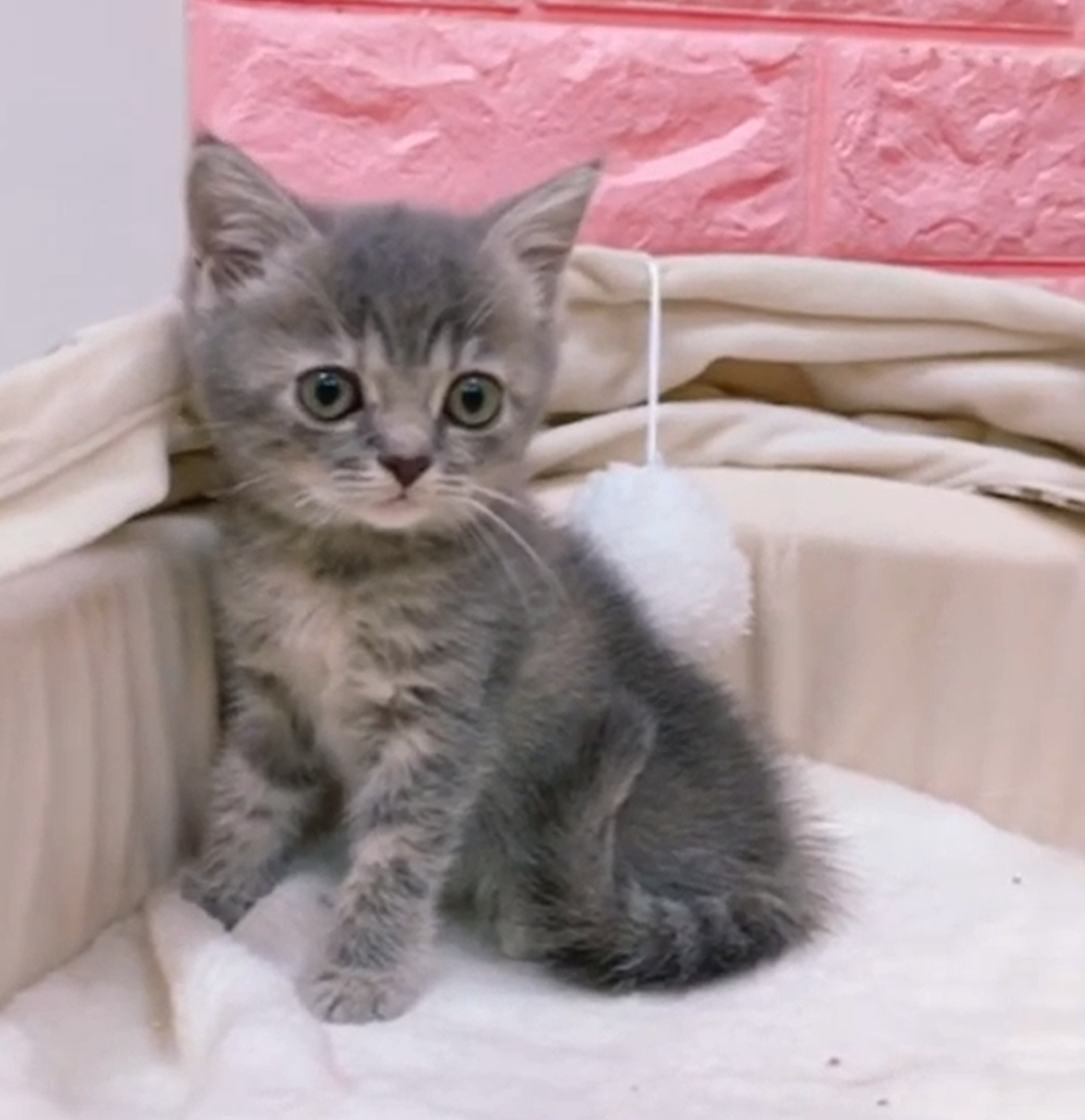 星光貓舍／藍虎斑英國短毛貓