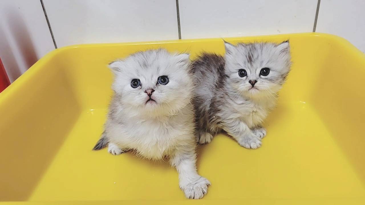 刻在你心底的貓／金吉拉