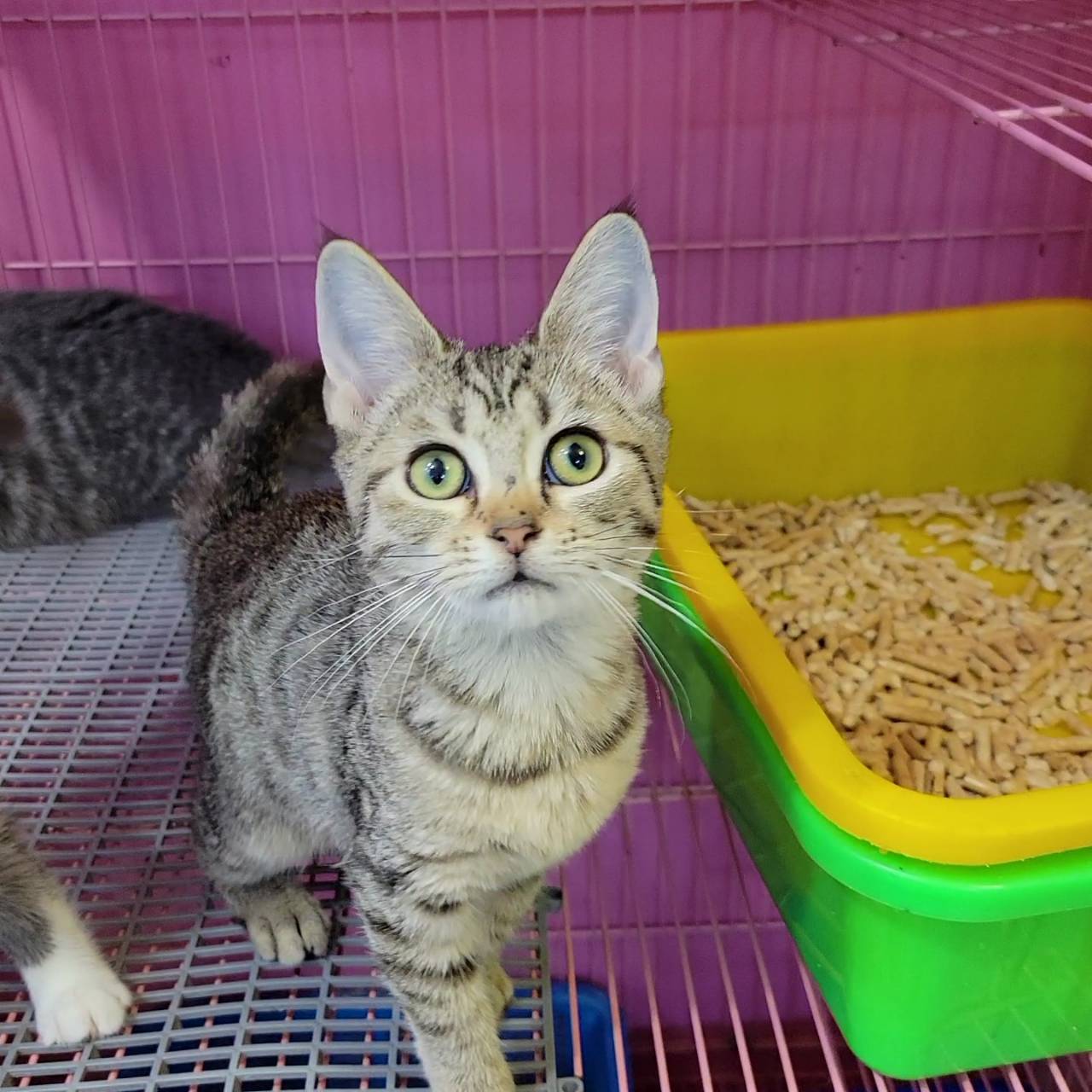 刻在你心底的貓／藍白賓士折耳 古銅美短