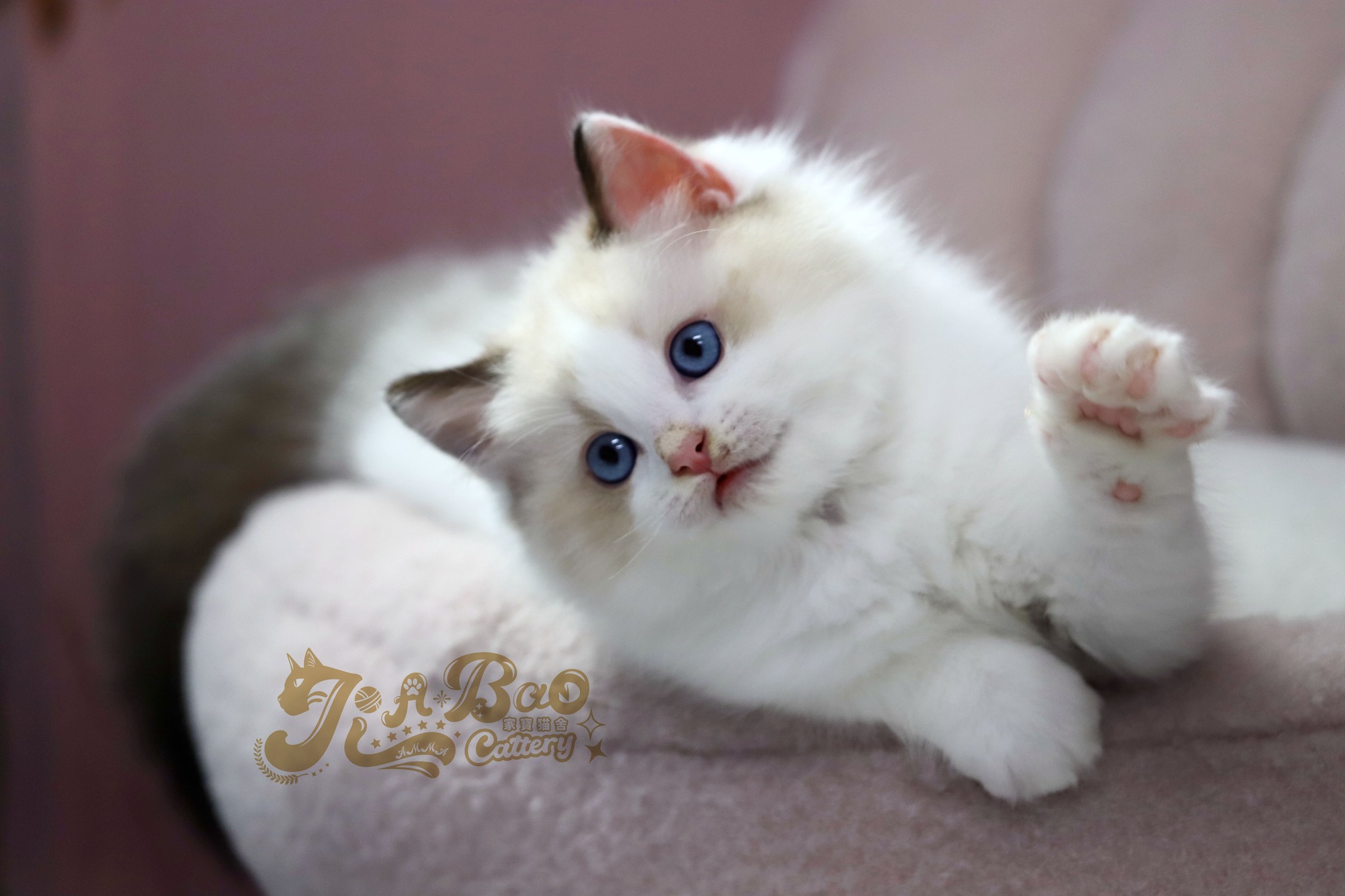 家寶寵物／梵色布偶貓