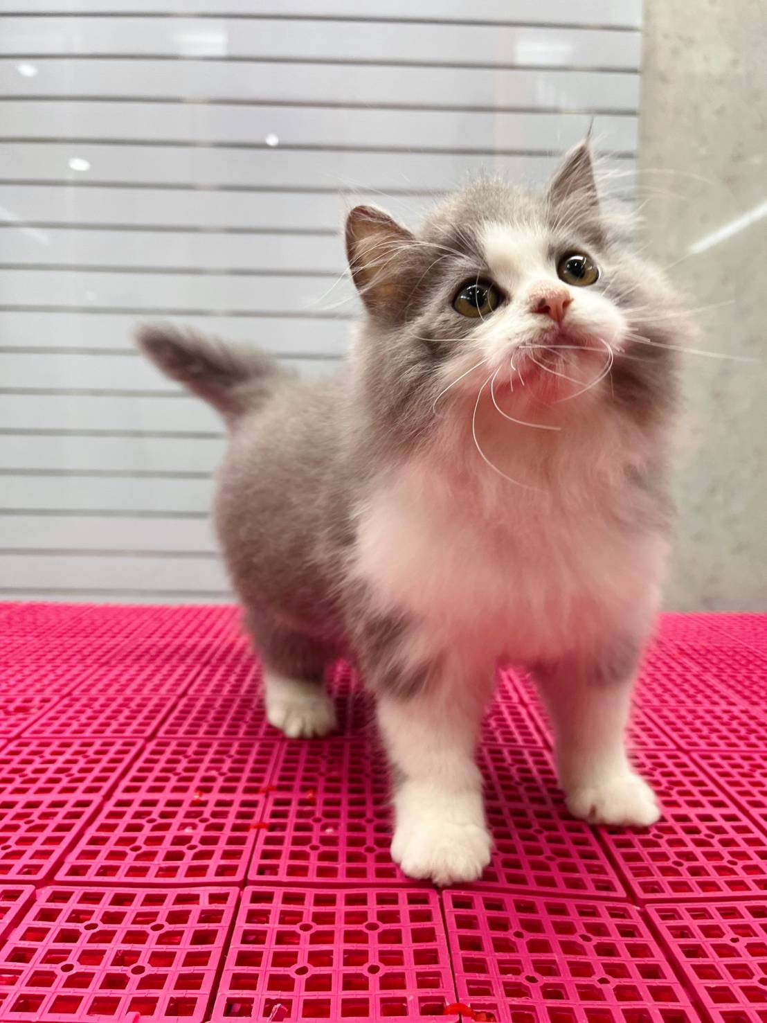 叮噹貓坊／藍白正賓士英國長毛貓