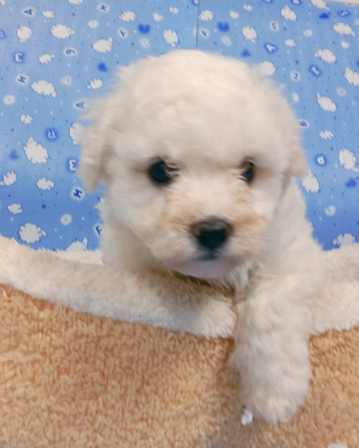 愛玩家犬貓寵物坊／比熊犬