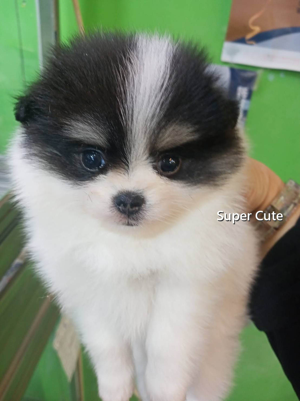 超可愛名犬社／黑白花四目博美犬