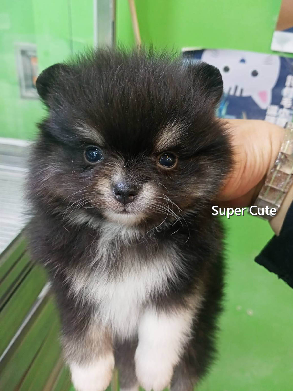 超可愛名犬社／黑白四目博美犬