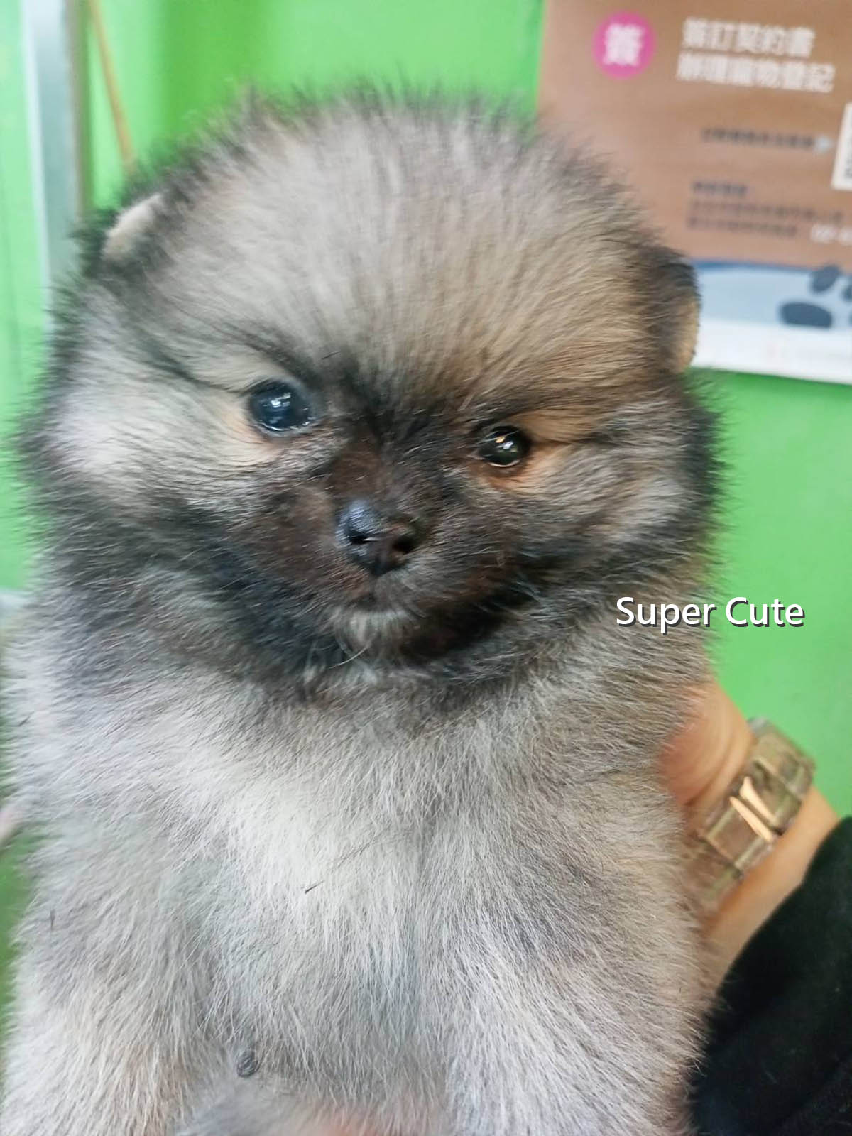 超可愛名犬社／奶油博美犬