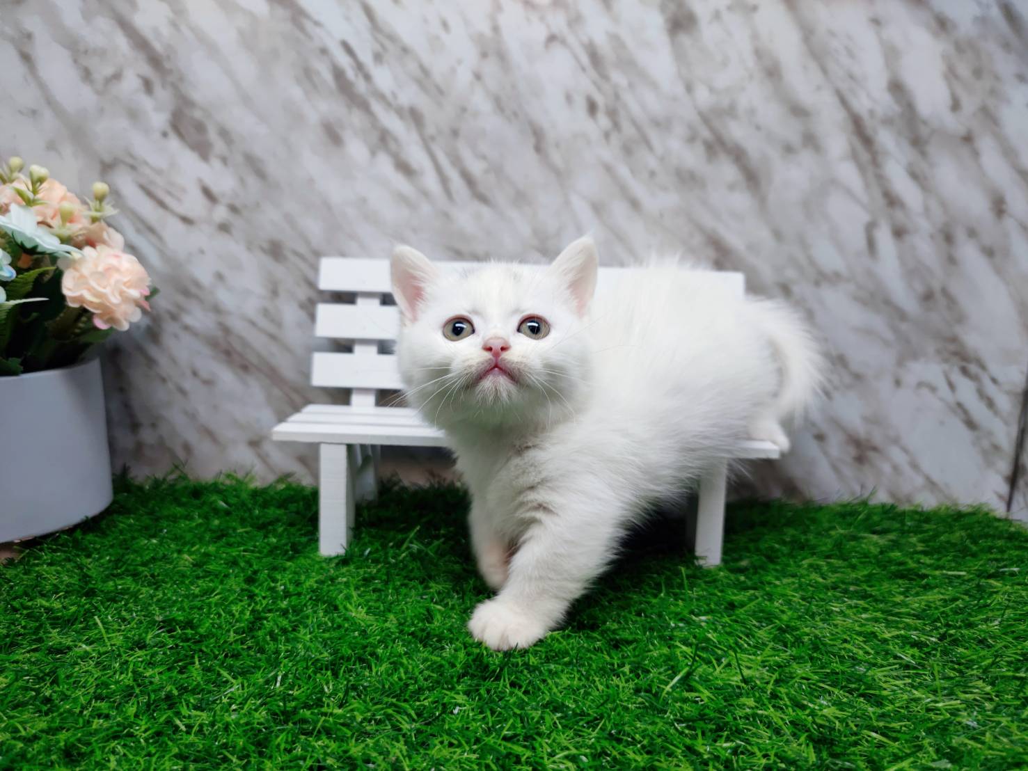 叮噹貓坊／全白曼赤肯