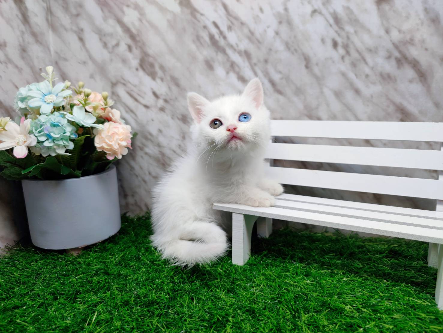 叮噹貓坊／異色瞳全白曼赤肯