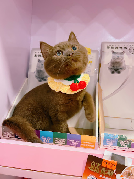 星光貓舍／巧克力英國短毛貓