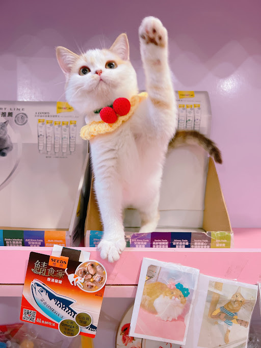 星光貓舍／肉桂三花非標準曼赤肯