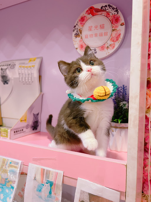 星光貓舍／巧克力白非標準曼赤肯