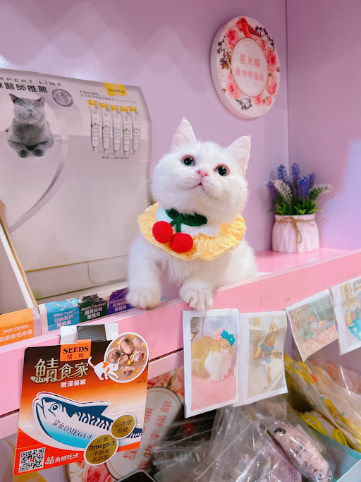 星光貓舍／海苔片曼赤肯