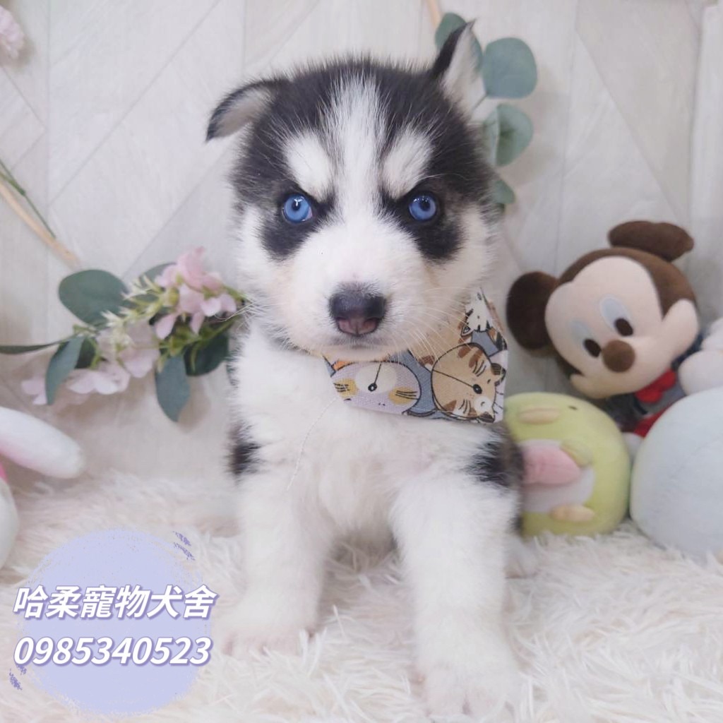 哈柔寵物犬舍／哈士奇