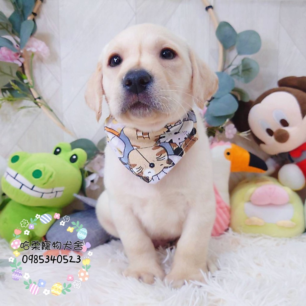 哈柔寵物犬舍／拉不拉多